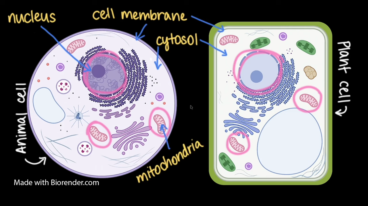 Best Resources to Learn the Fundamentals of Biology