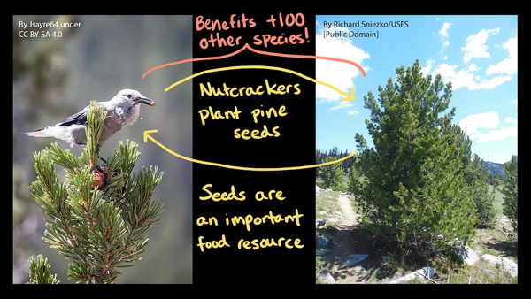 Middle School Biology (2/3): Ecosystems and Their Interactions